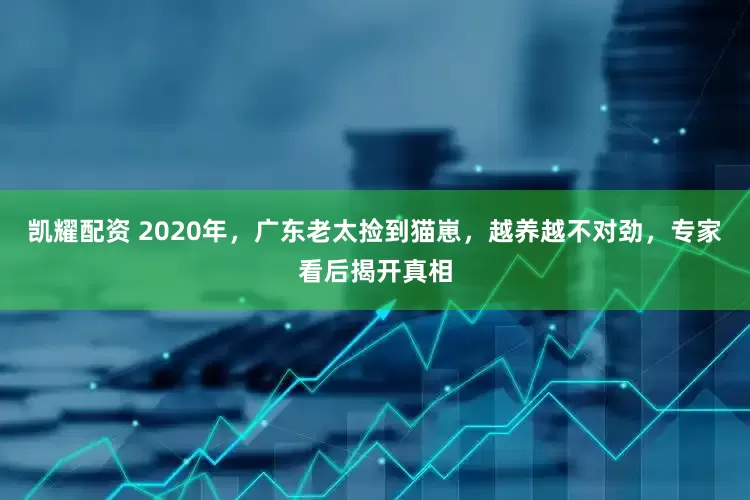 凯耀配资 2020年，广东老太捡到猫崽，越养越不对劲，专家看后揭开真相